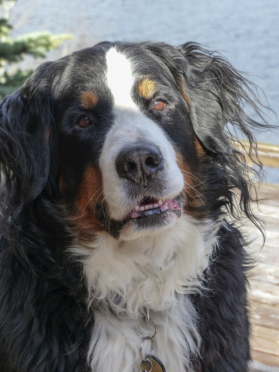 bernese mountain dog free photo