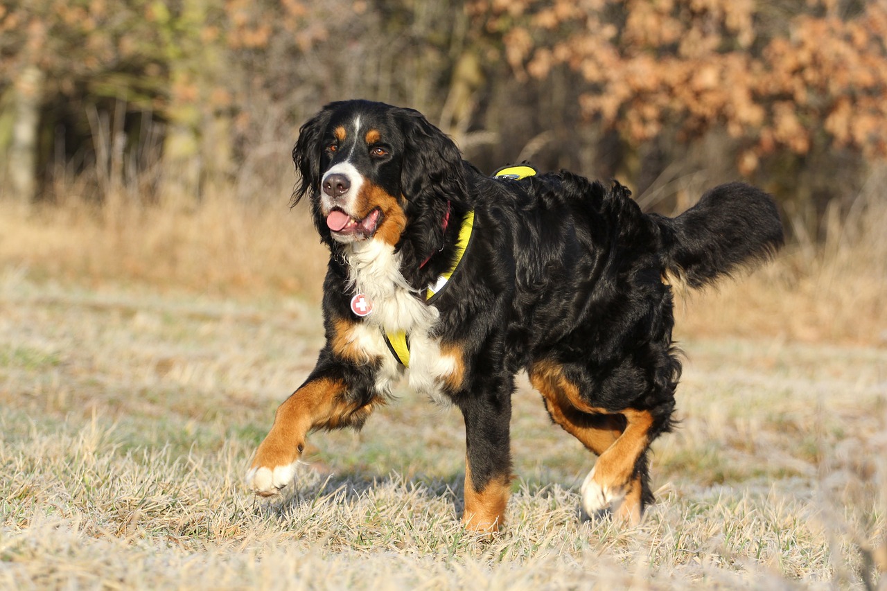 bernese cattle dog bitch free photo