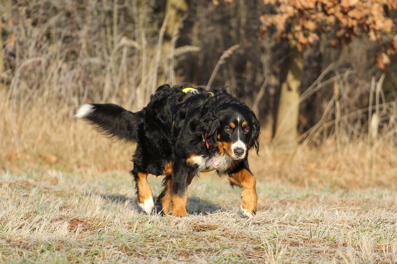 bernese cattle dog bitch free photo