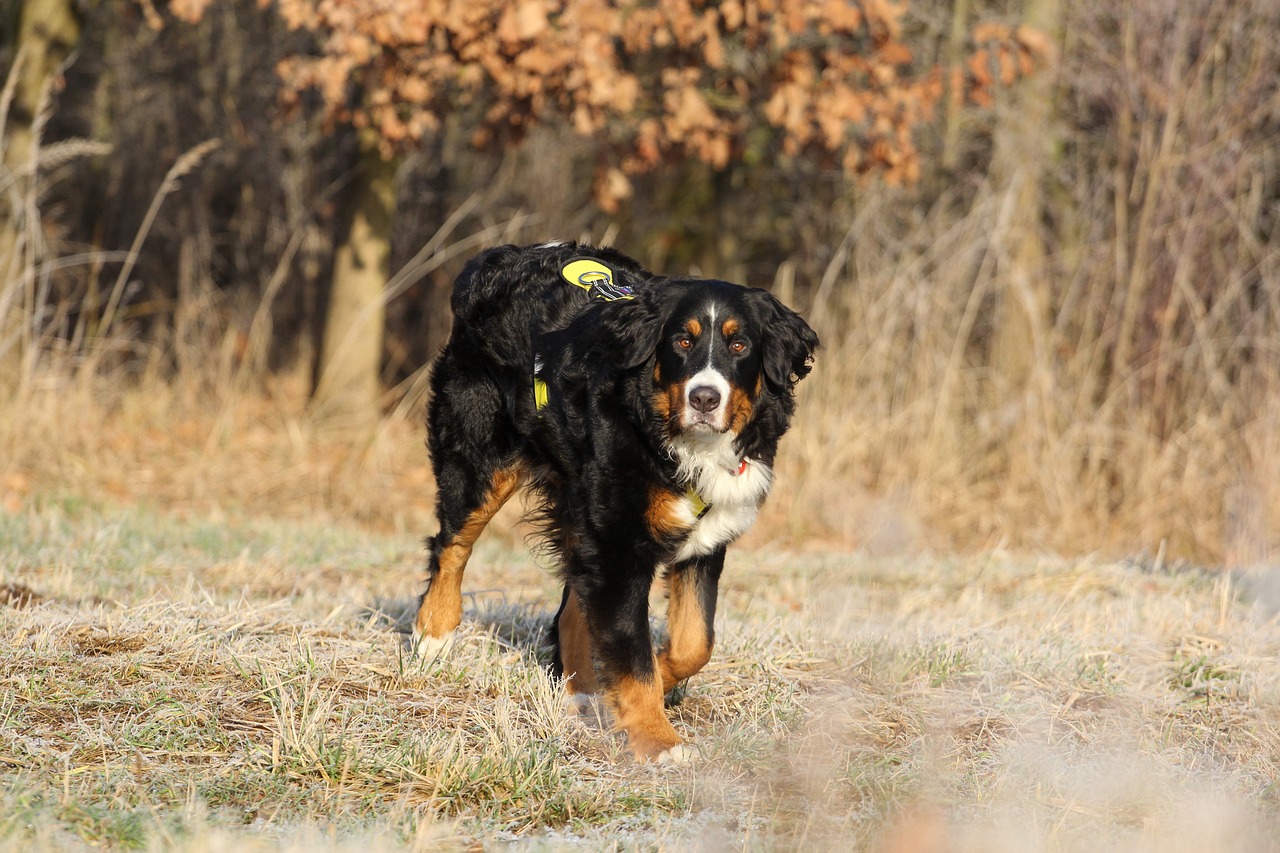 bernese cattle dog bitch free photo