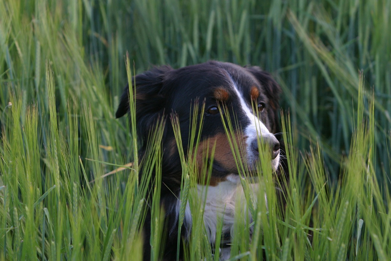 bernese dog salsa dog meadow free photo