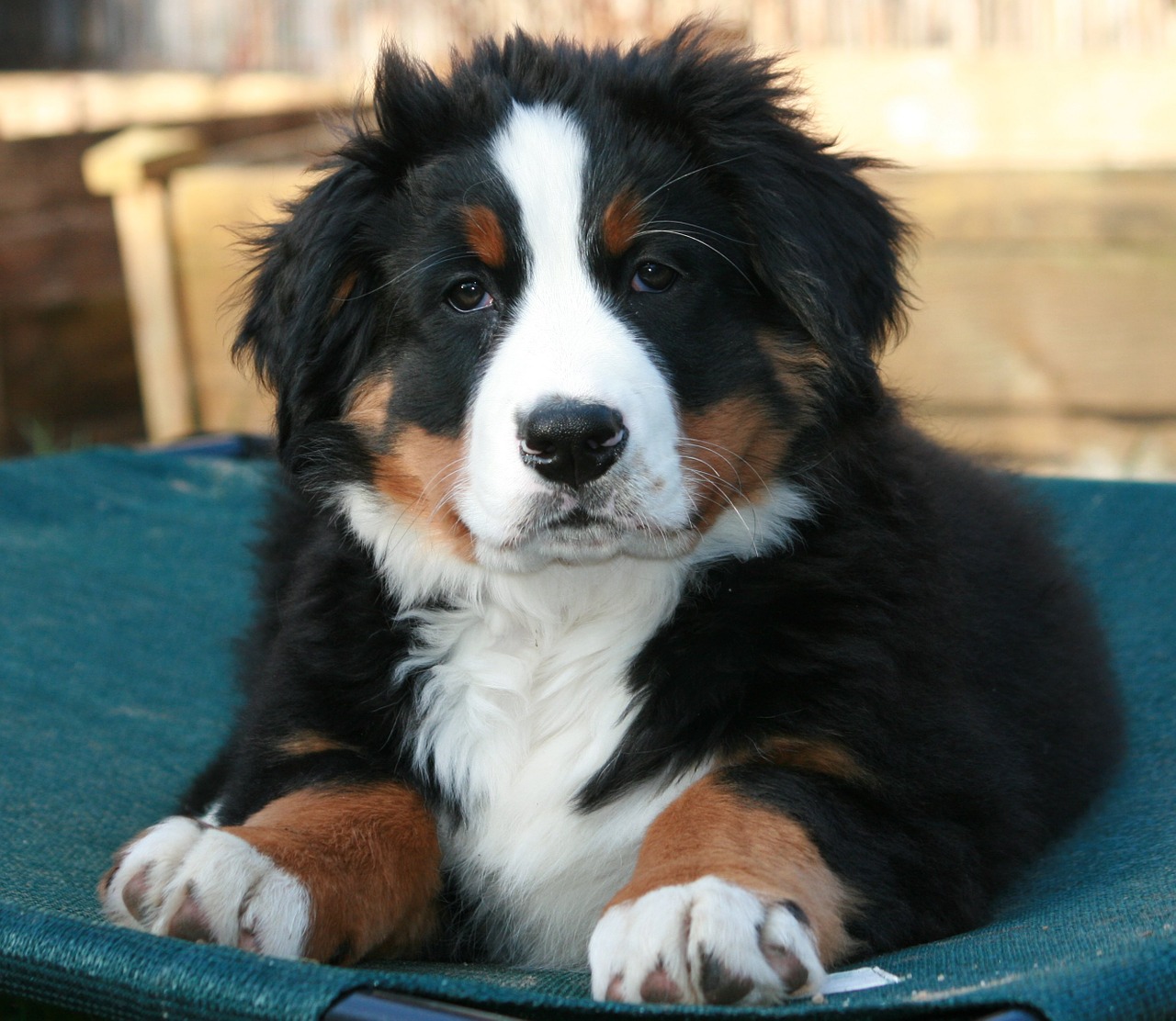 bernese mountain dog puppy berner free photo