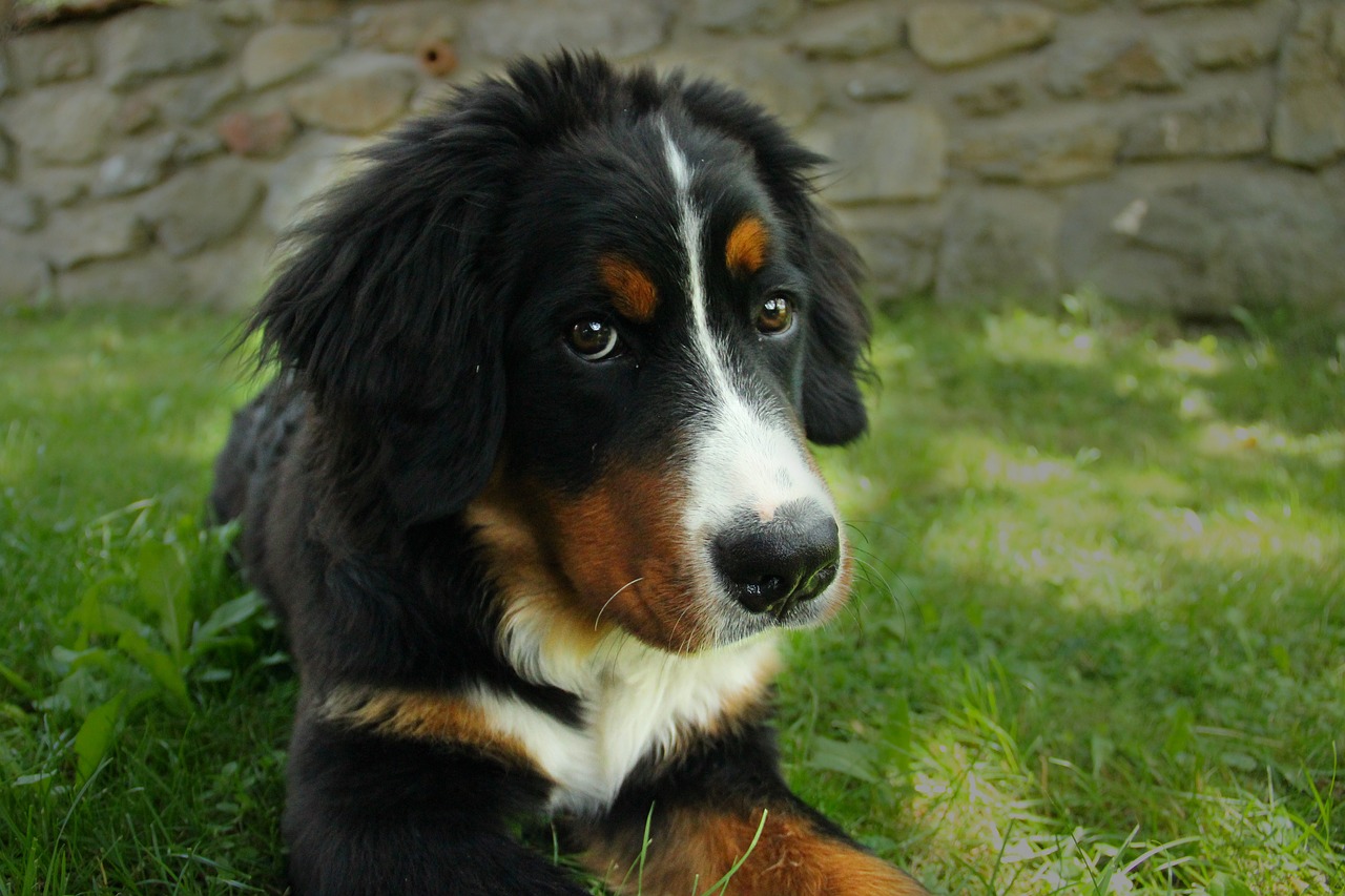 bernese mountain dog dog large free photo