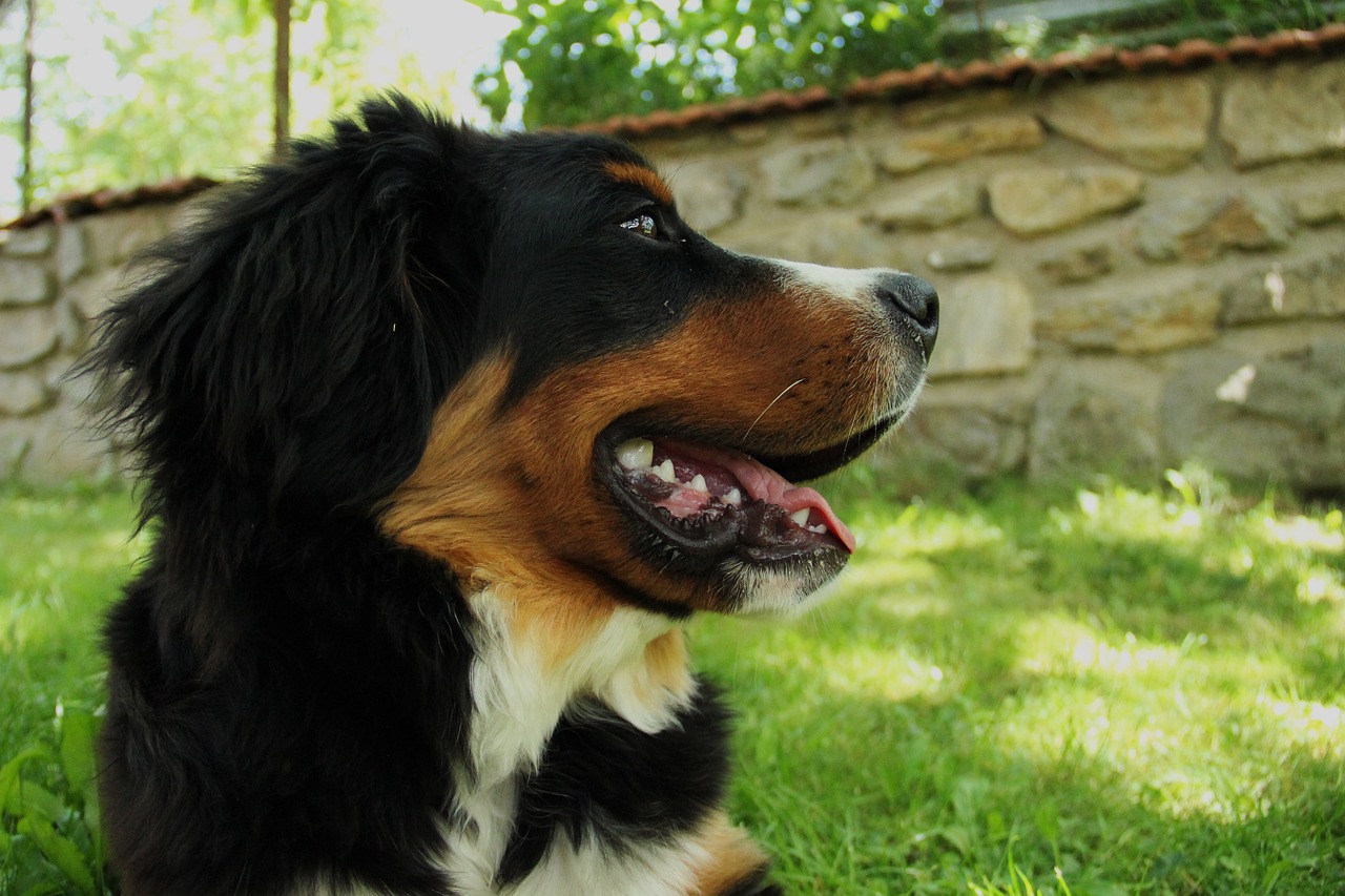 bernese mountain dog dog large free photo