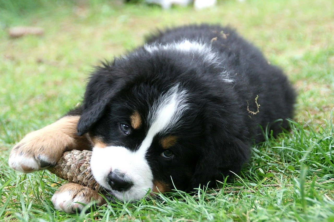 bernese mountain dog puppy close free photo