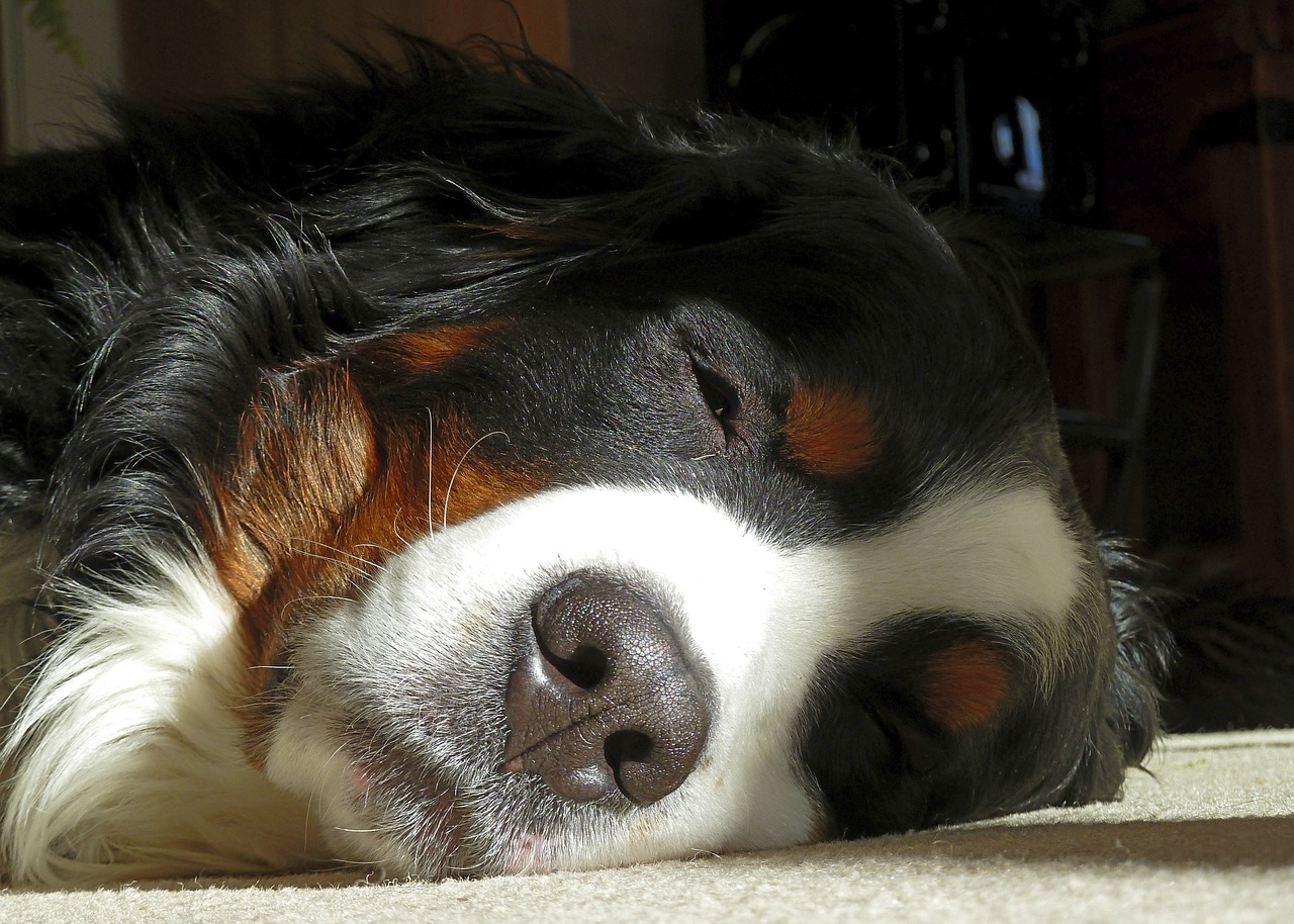 bernese mountain dog mammal pet free photo