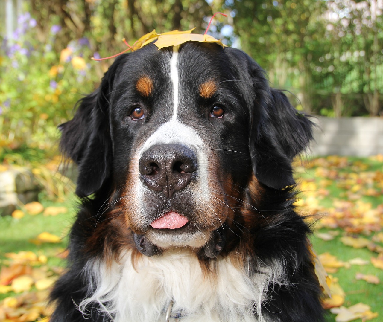 bernese mountain dog autumn animal photos free photo