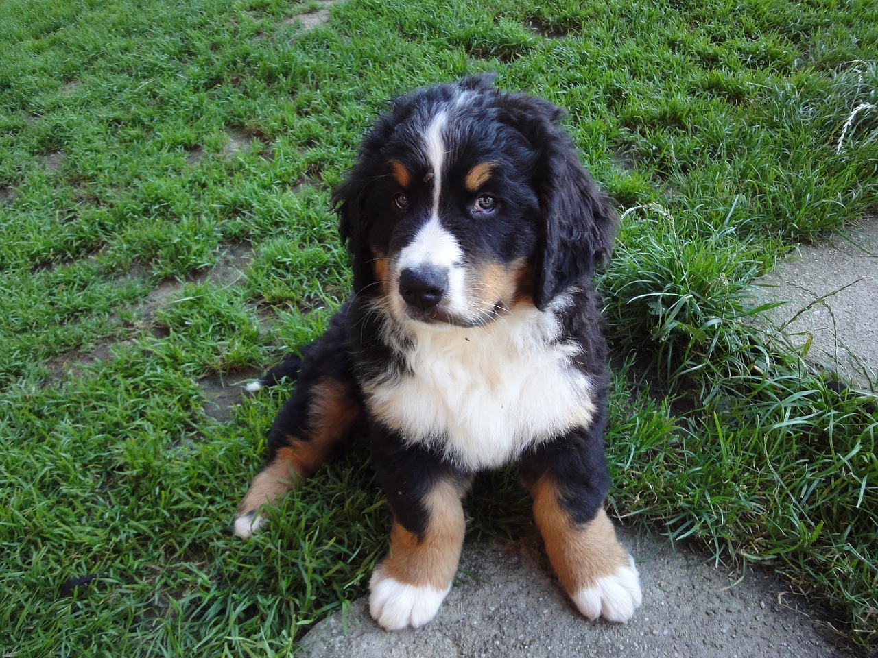 bernese mountain dog animal picture dog free photo