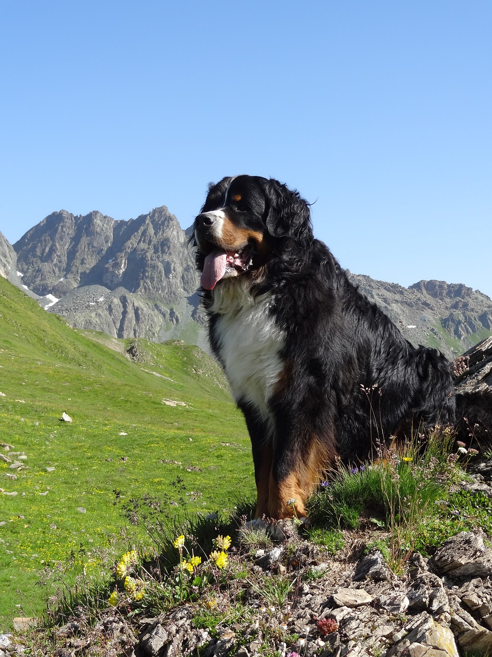 bernese mountain dog animal picture dog free photo