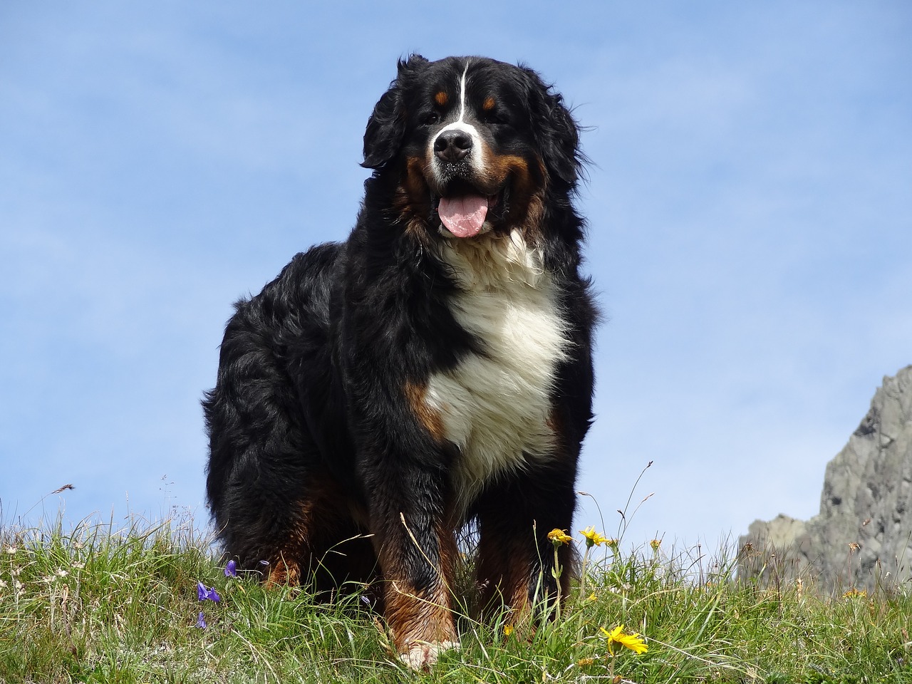 bernese mountain dog animal picture dog free photo