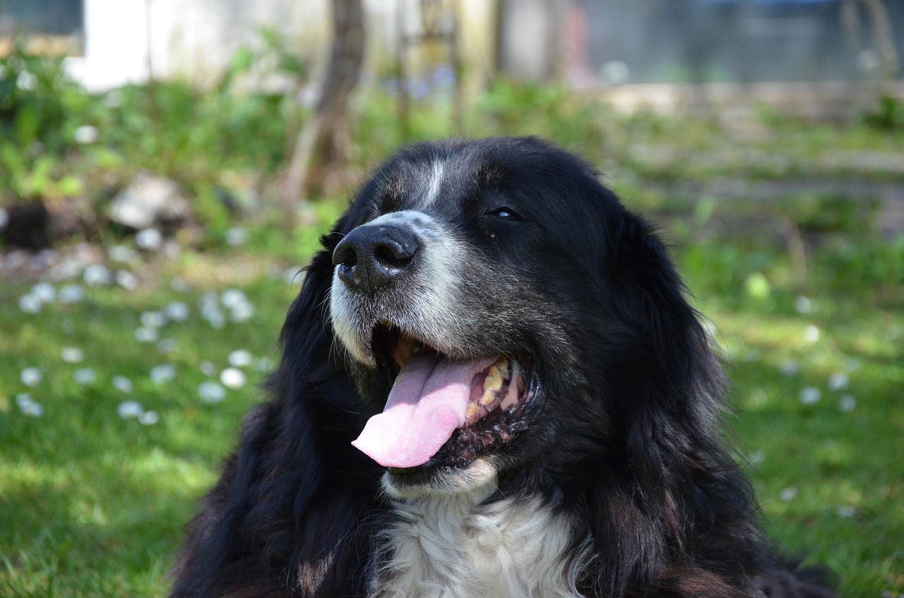 bernese mountain dog dog black and white free photo