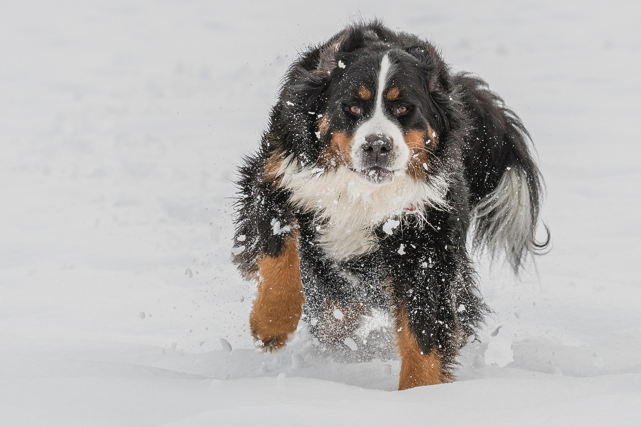 bernese mountain dog cute animal free photo