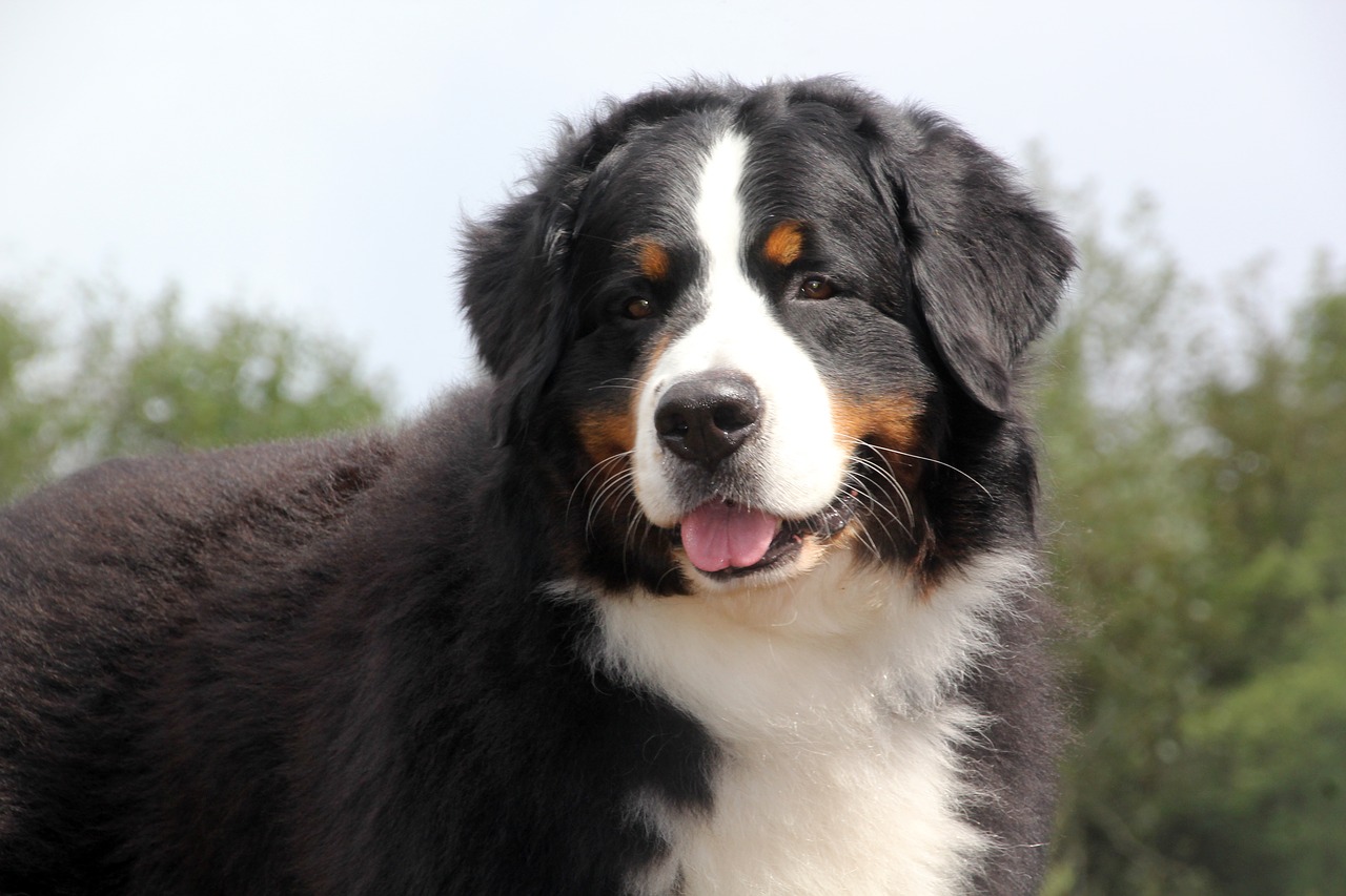 bernese mountain dog  bernese free pictures free photo