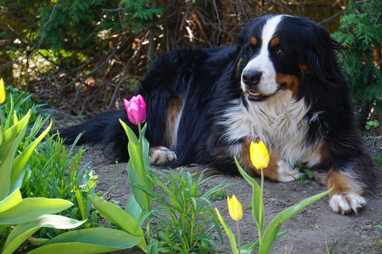 bernese mountain dog  dog  animal free photo