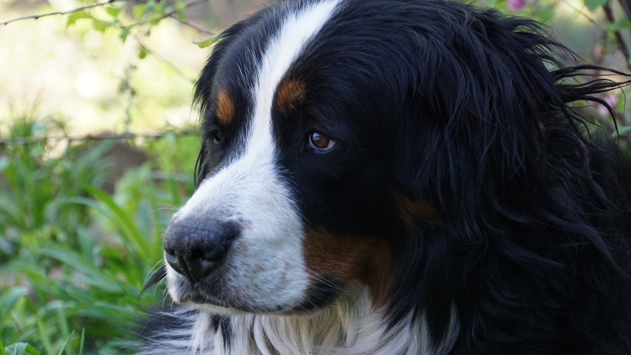 bernese mountain dog  dog  head free photo