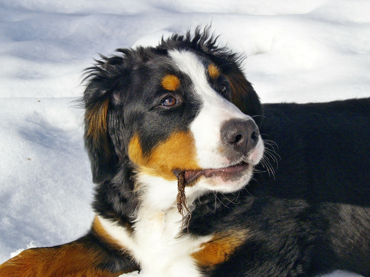 bernese mountain dog canine animal free photo