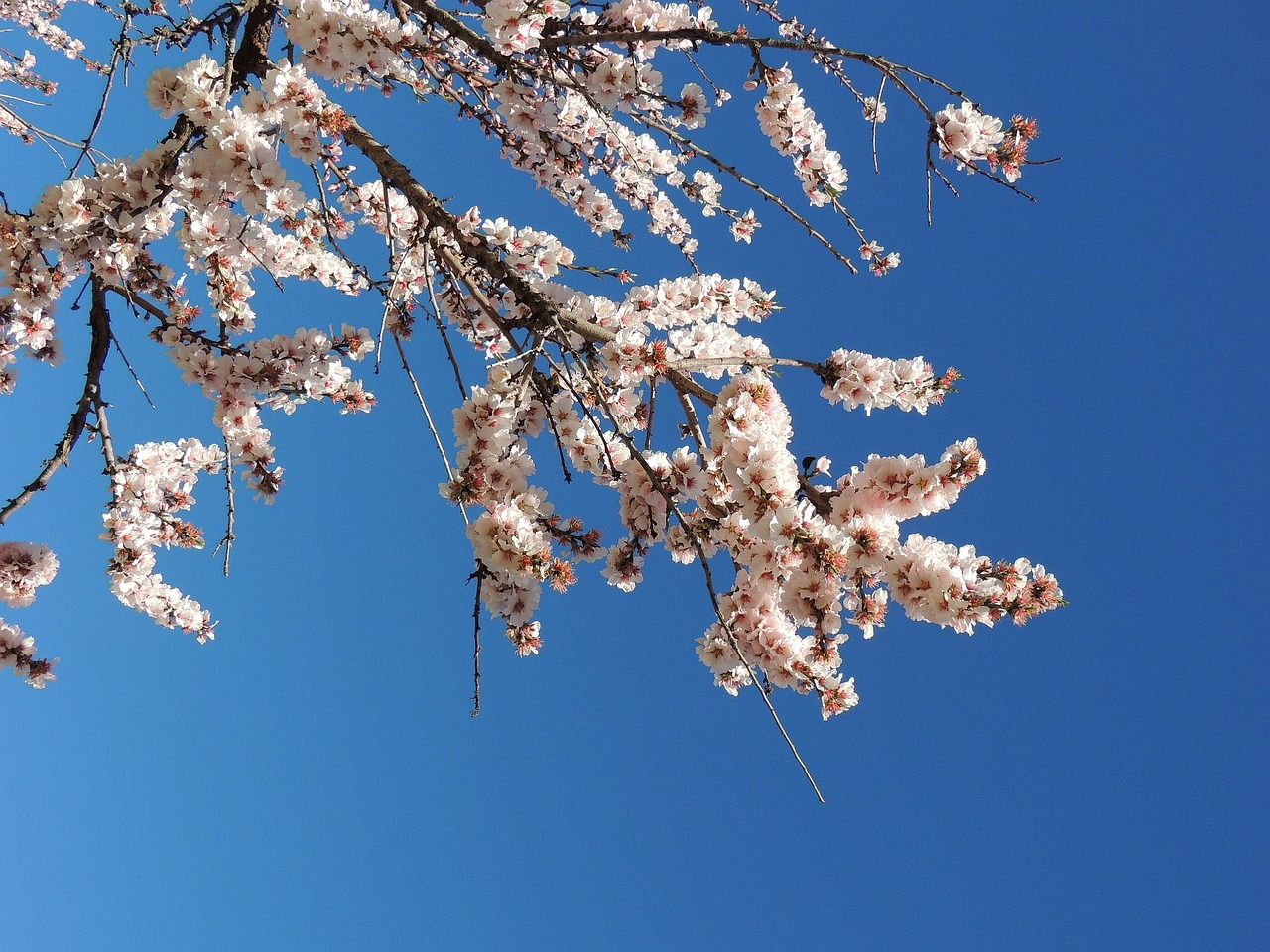 bernia almond blossom spring free photo