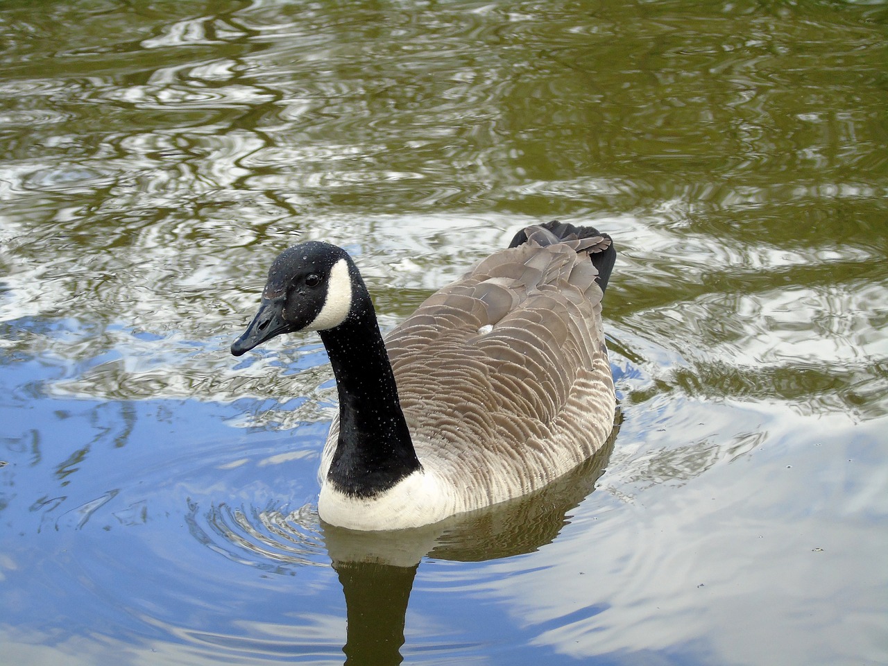 bernikla canadian bird water bird free photo