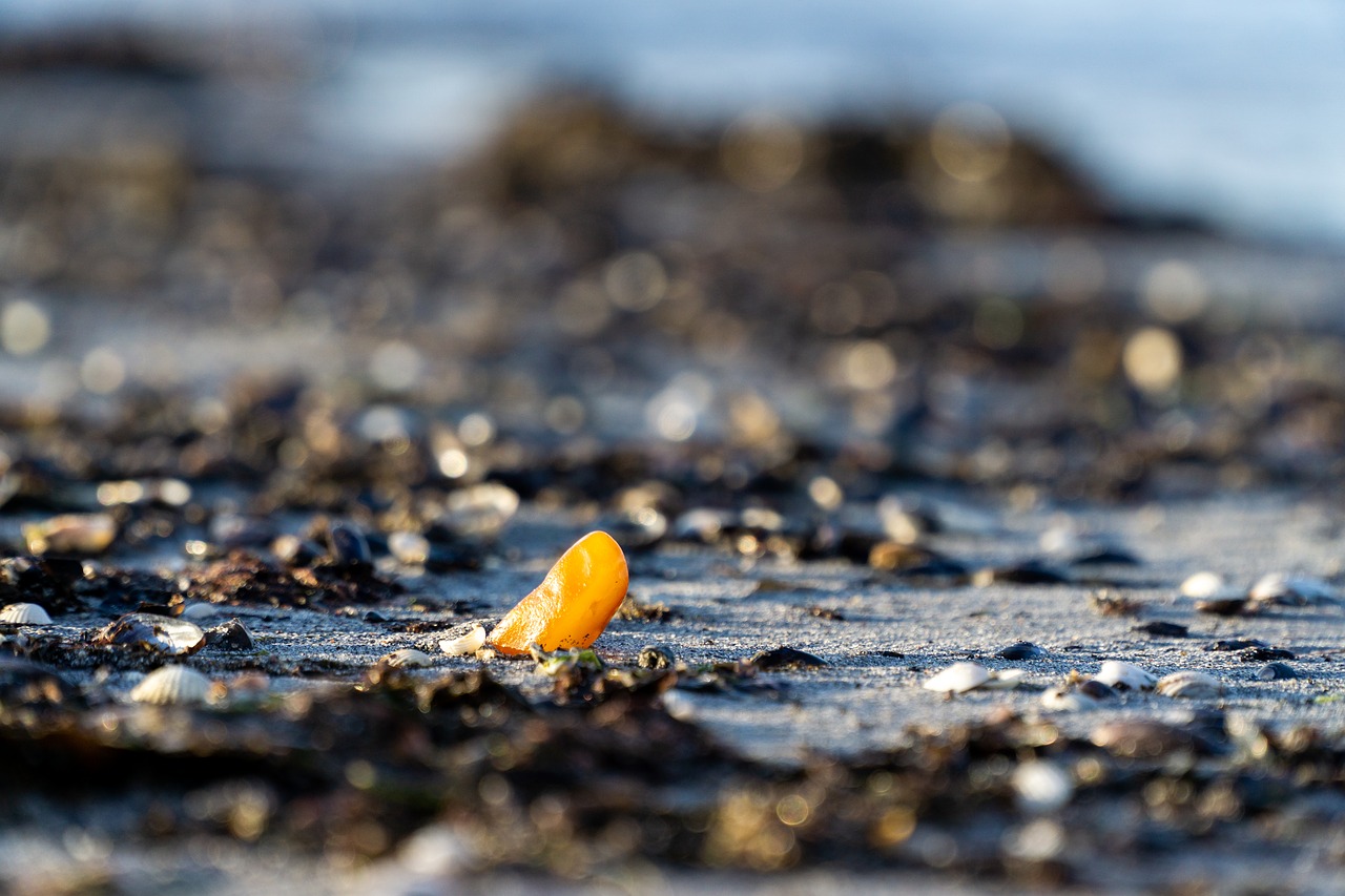 bernstein  beach  sea free photo