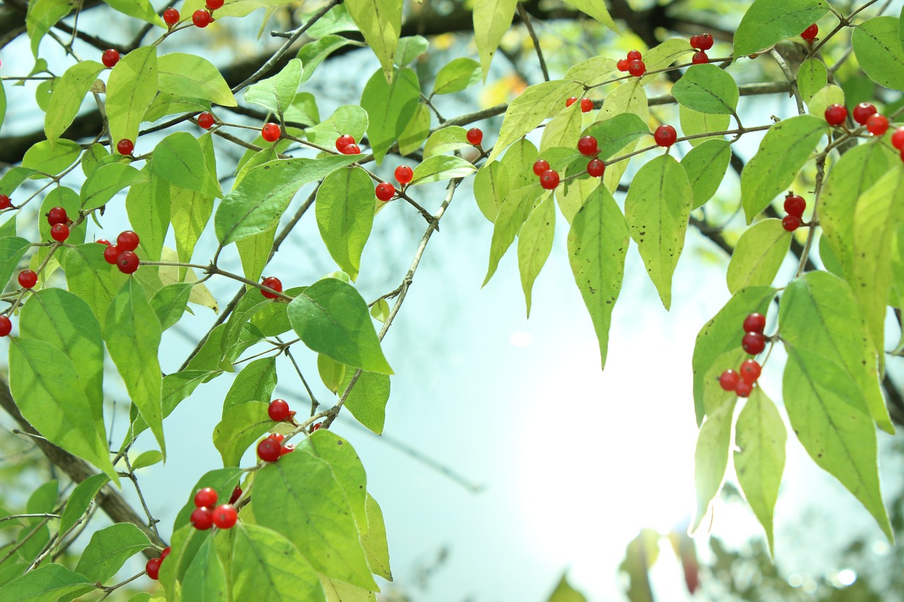 berries water reflection free photo