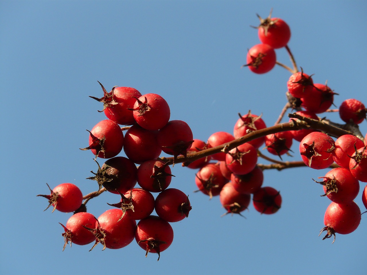 berries fruits red free photo