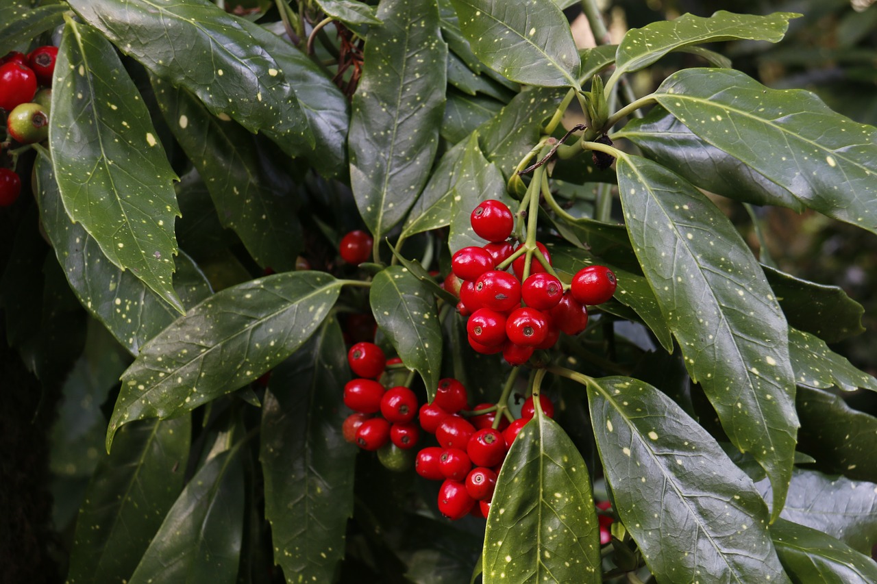 berries red forest free photo