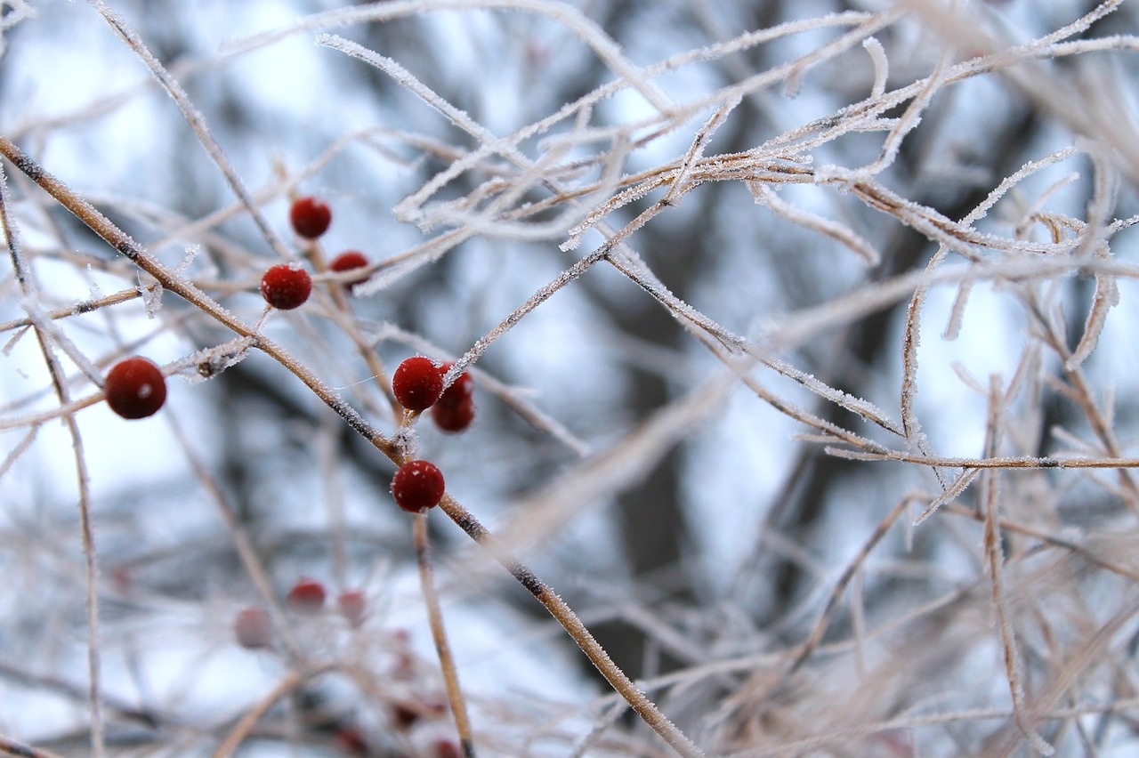 berries winter cold free photo