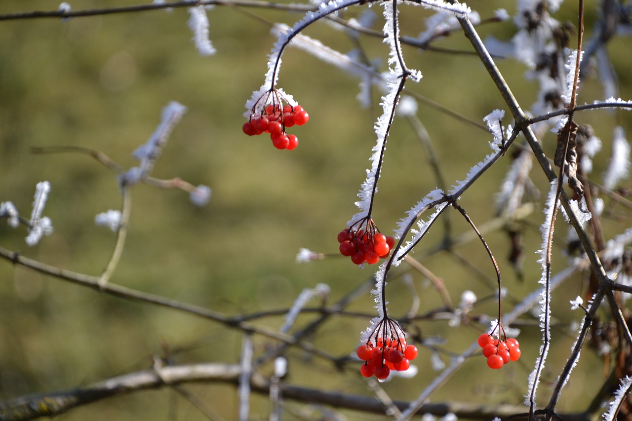 berries ripe winter free photo