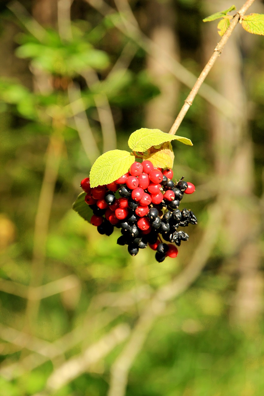 berries rowanberries red free photo