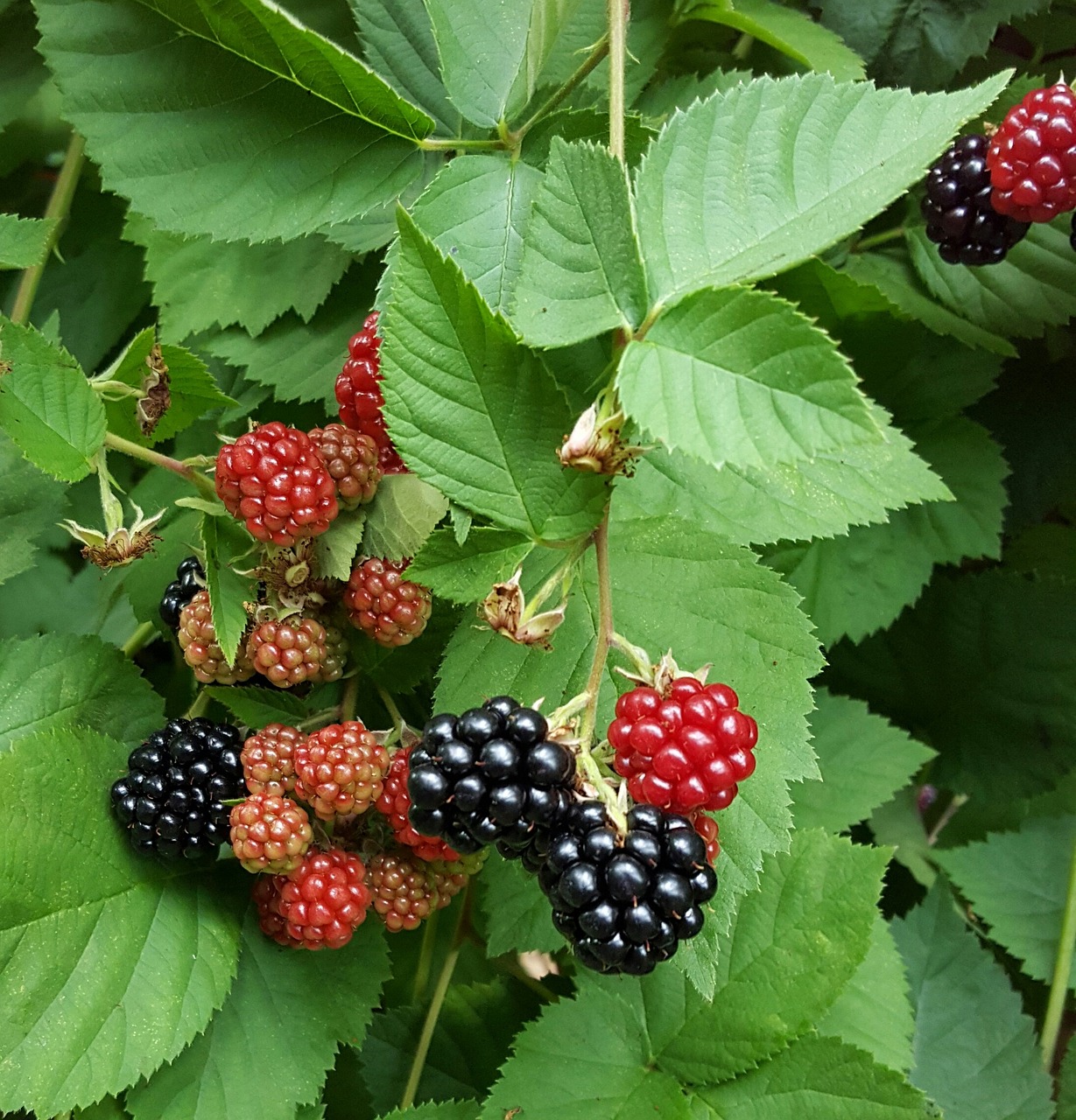 berries black berries berry free photo