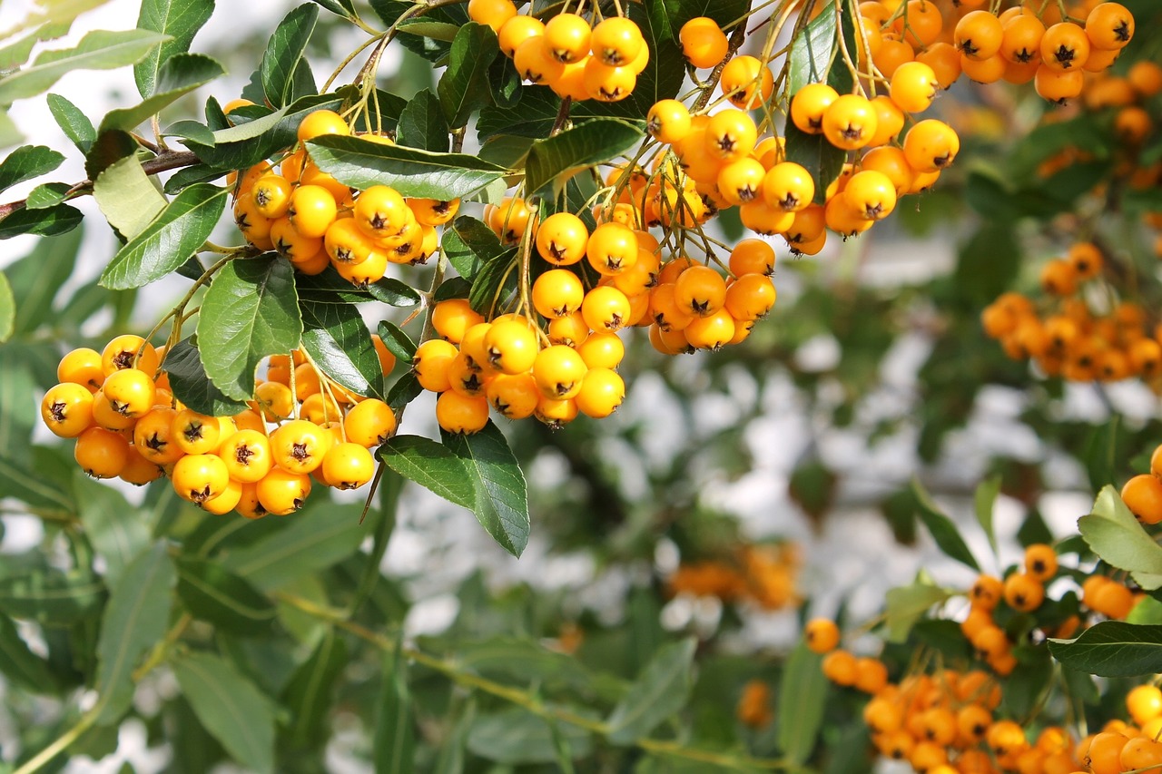 berries yellow close free photo