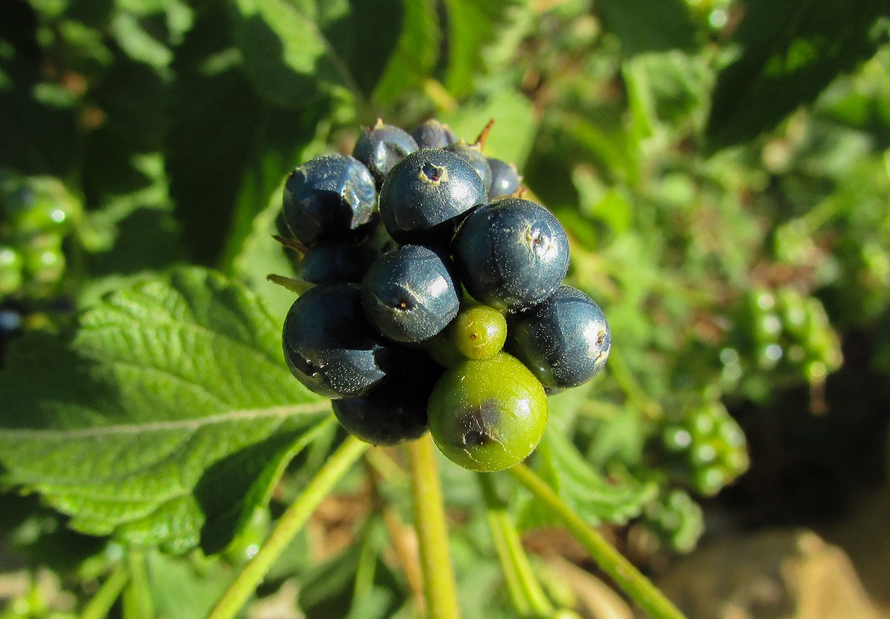 berries fruit plant free photo