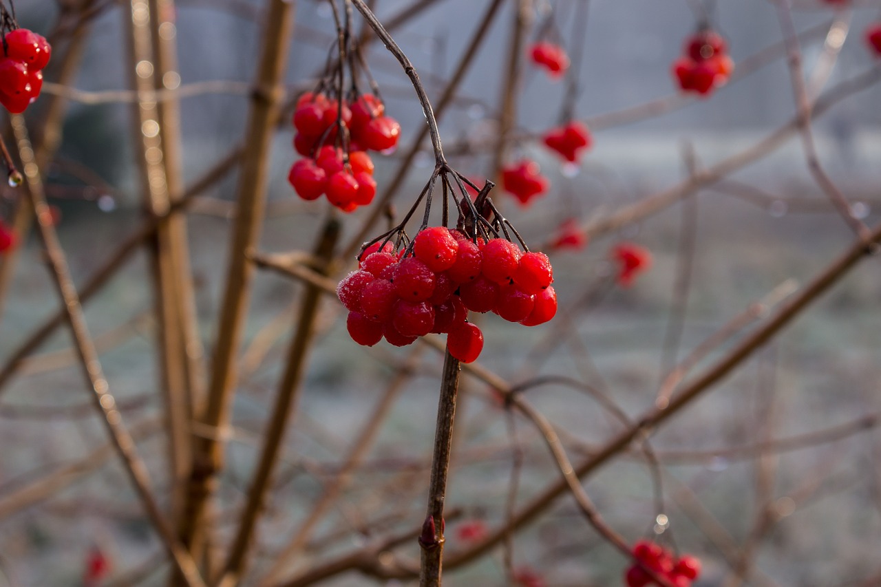 berries red frozen free photo