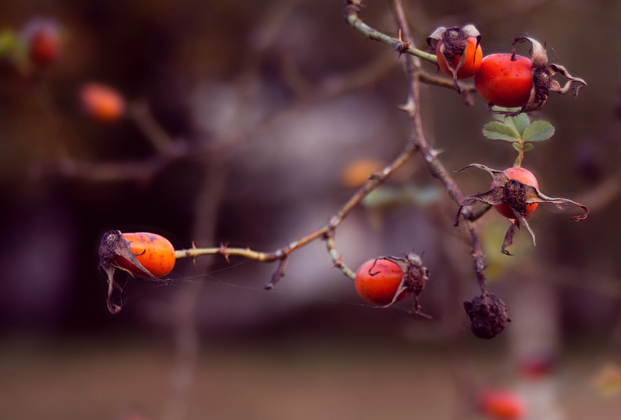 berries flower tree free photo