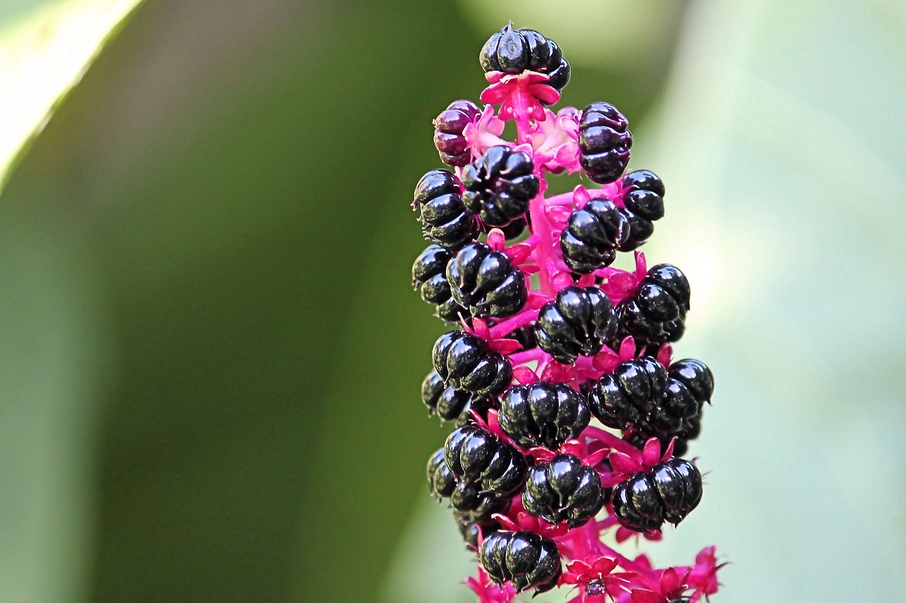 berries black berries black free photo