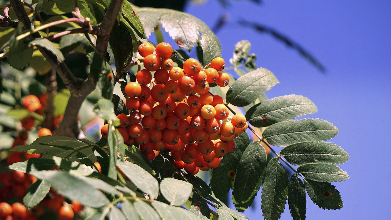 berries wild spring free photo