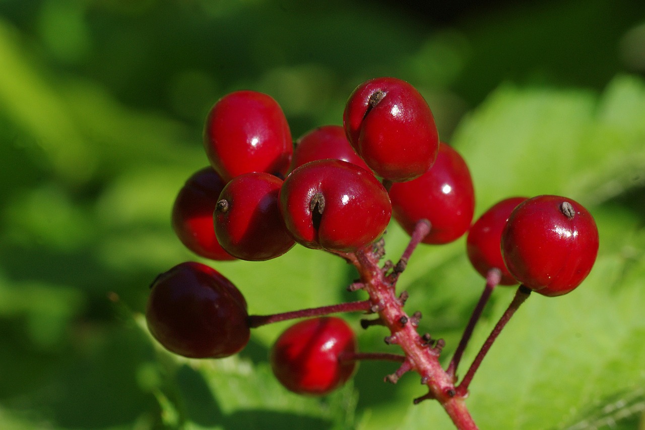 berries red plant free photo