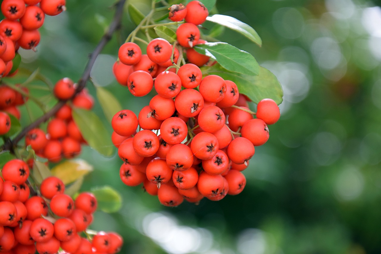 berries plant red free photo