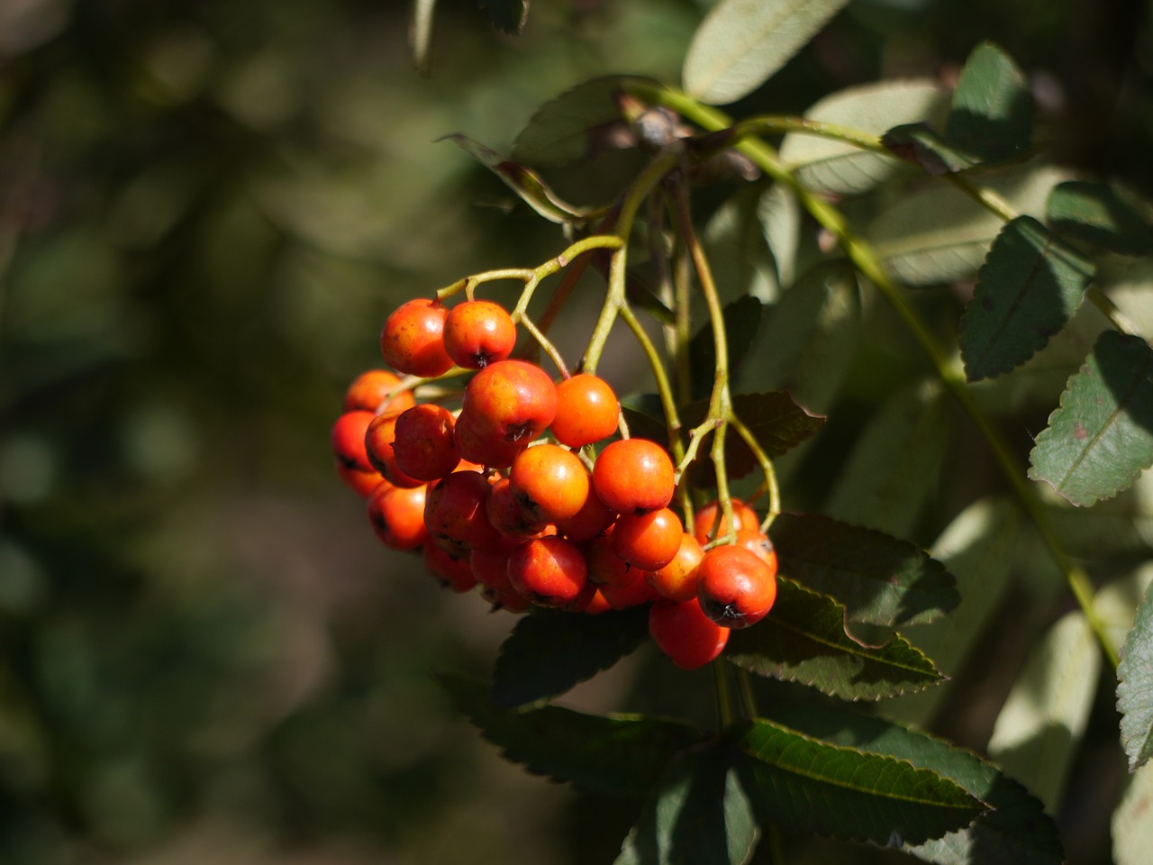 berries rowan season free photo
