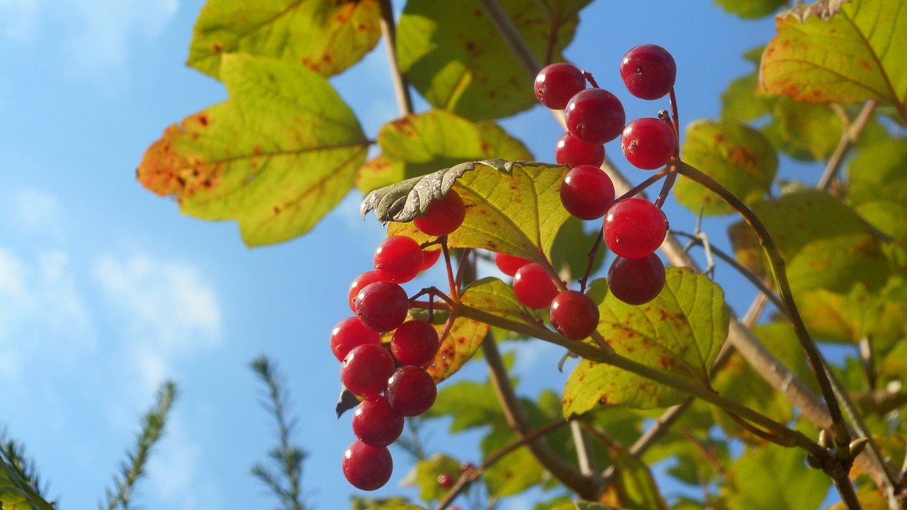 berries late summer garden free photo