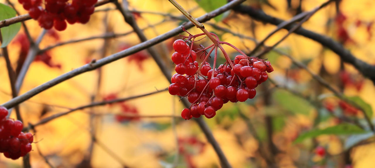 berries bush red free photo