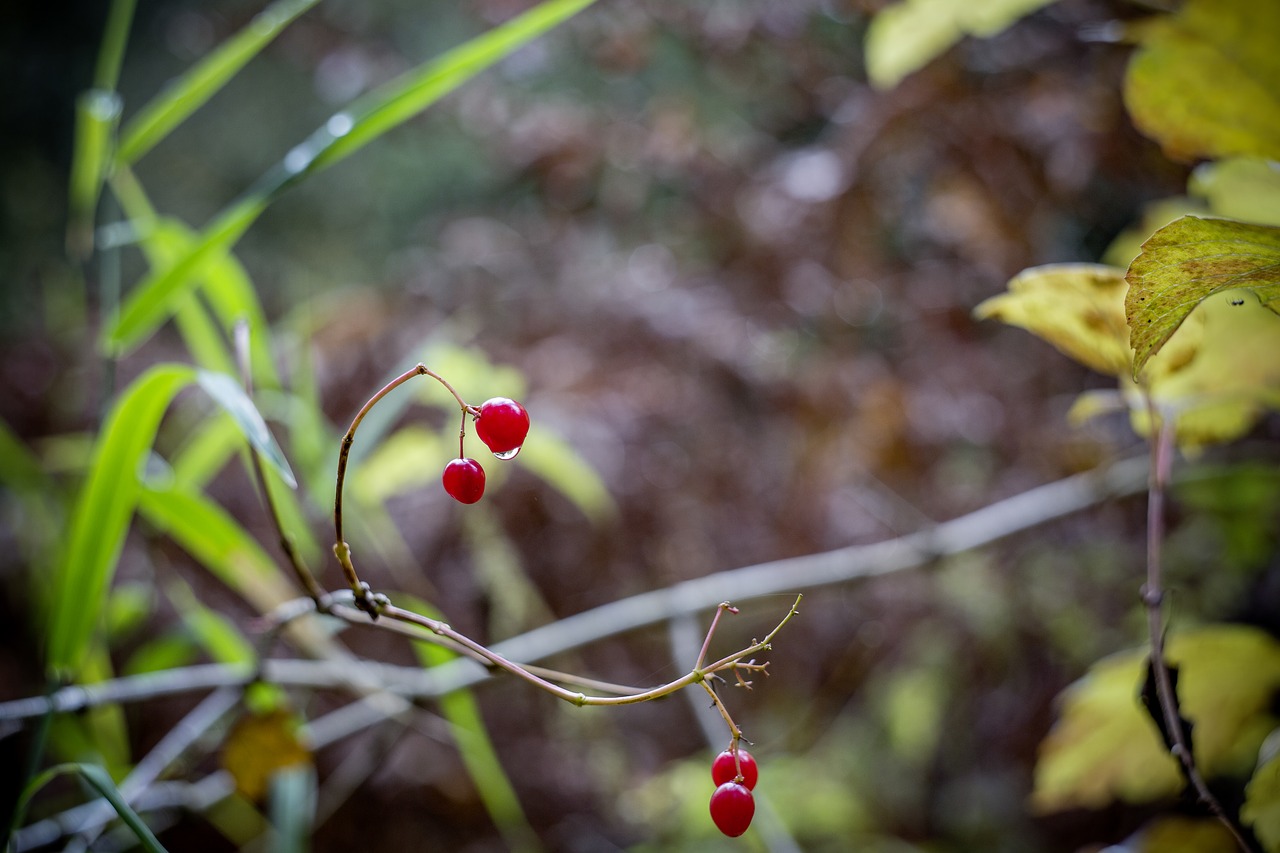 berries autumn branch free photo
