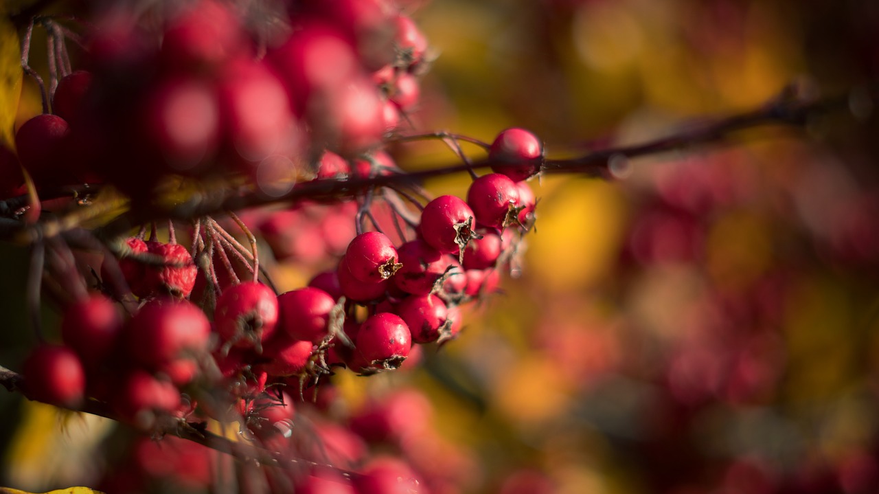 berries bokeh branch free photo