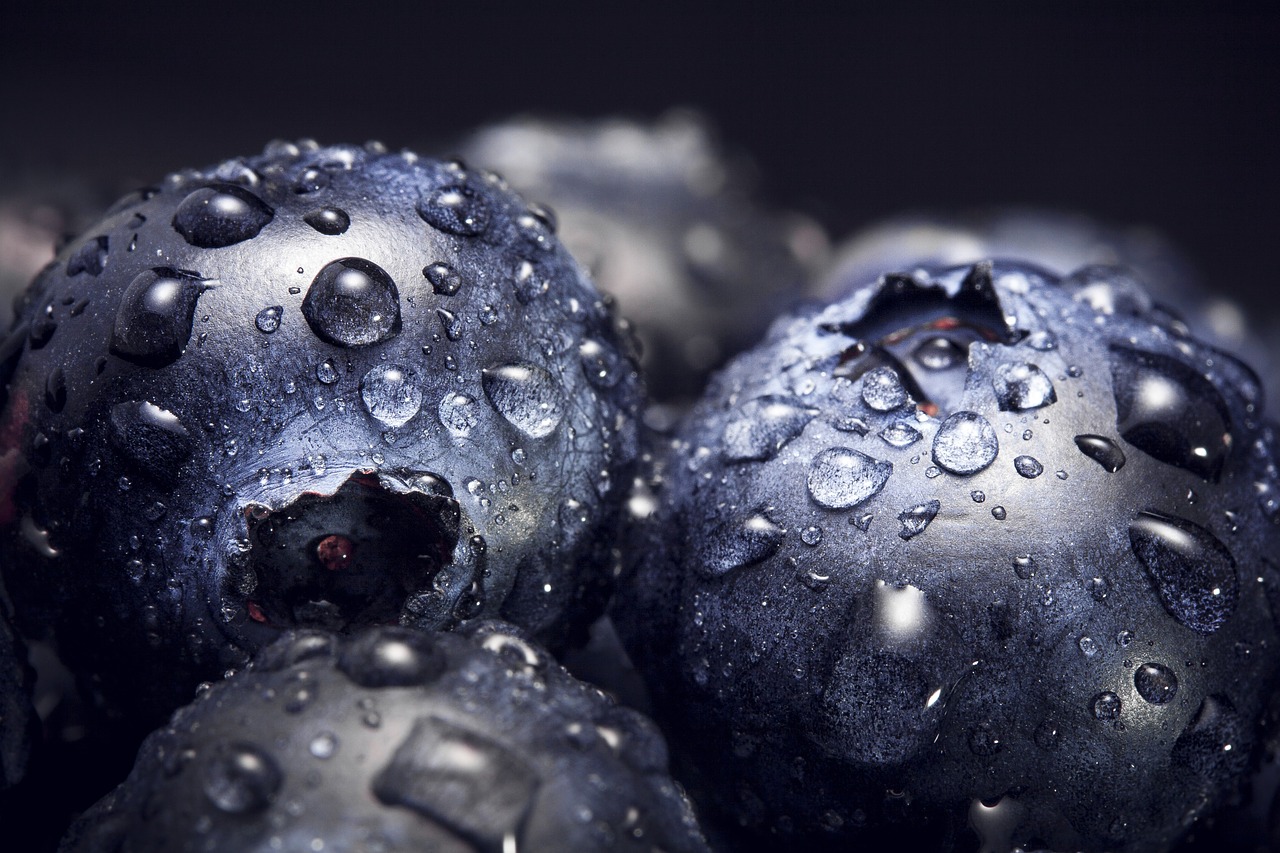 berries blueberries close-up free photo