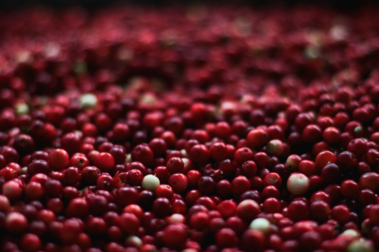 berries close-up cranberries free photo