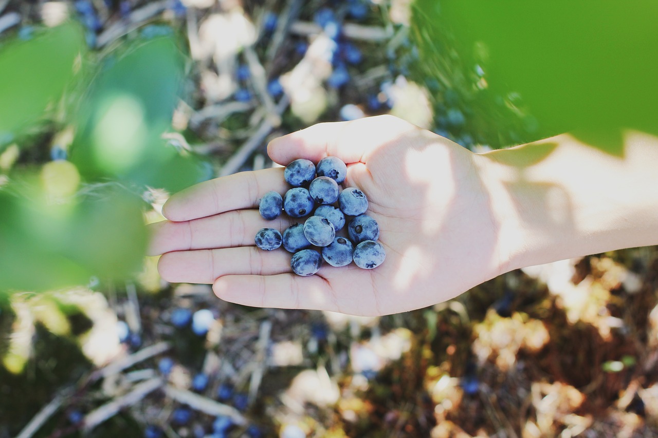 berries field food free photo