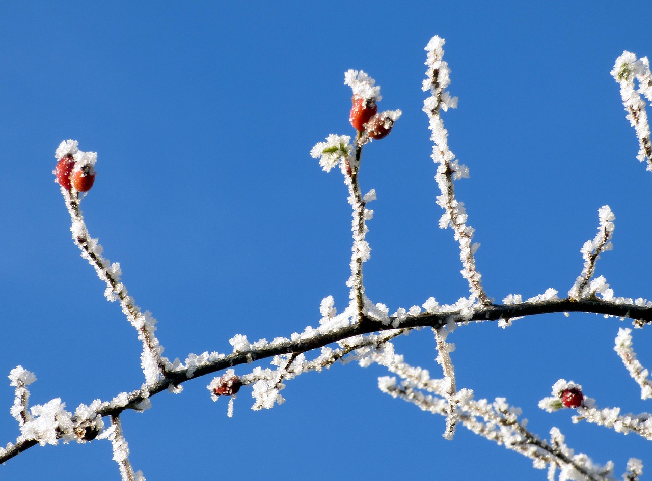 berries red winter free photo