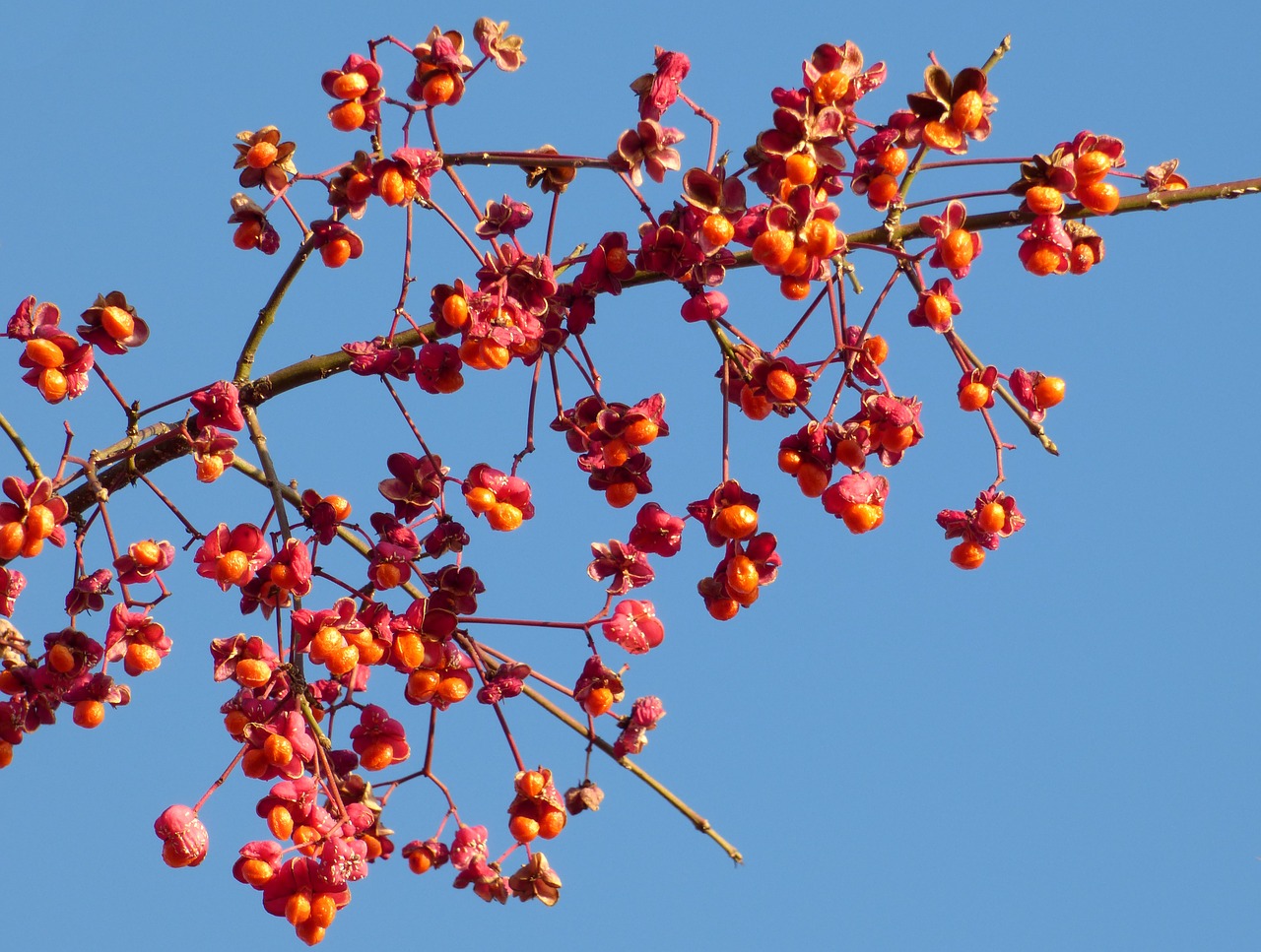 berries red winter free photo