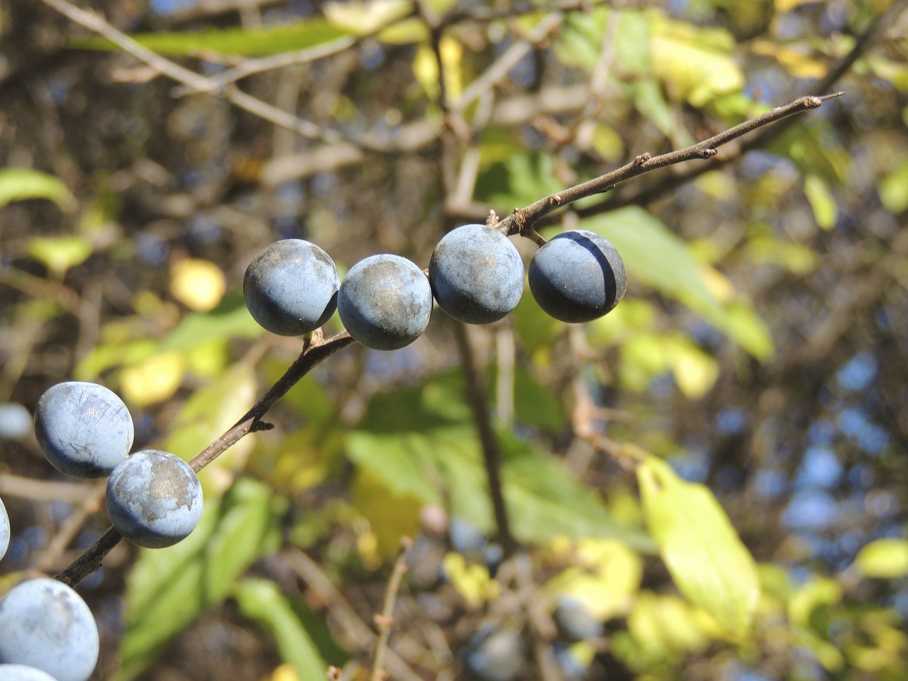 berries fruits autumn free photo