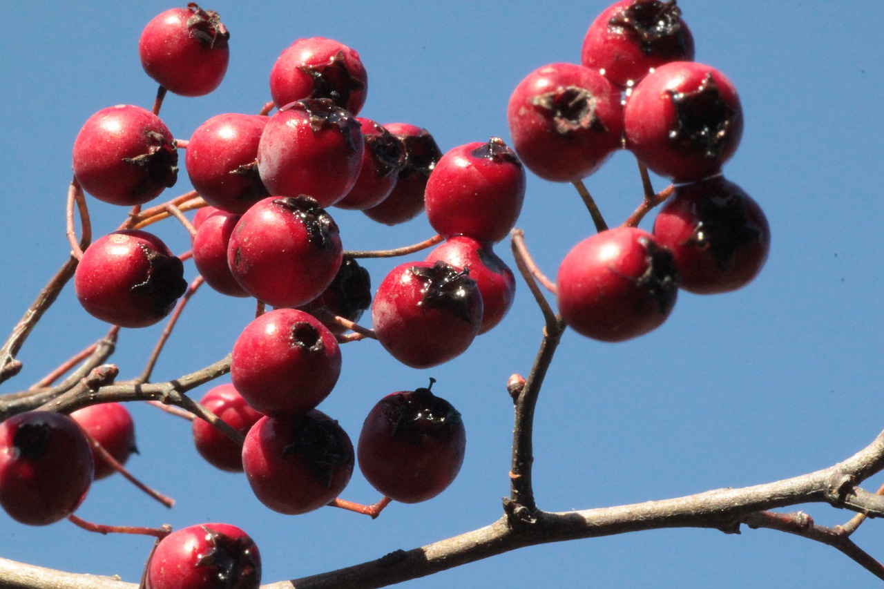 berries red plant free photo